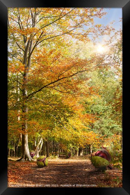 Amazing dawn autumn woodland with massive conkers Framed Print by Simon Bratt LRPS