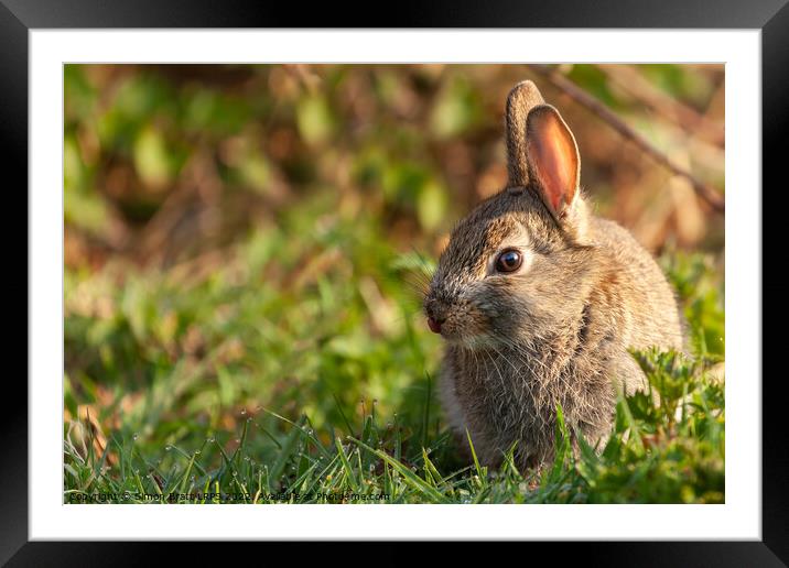 Cute baby wild rabbit close up at dawn Framed Mounted Print by Simon Bratt LRPS