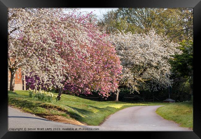 Beautiful spring trees in pink and white blossom Framed Print by Simon Bratt LRPS