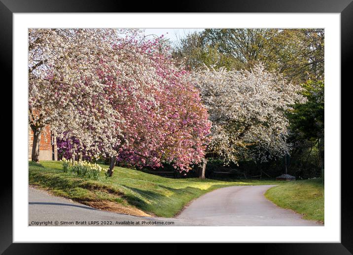 Beautiful spring trees in pink and white blossom Framed Mounted Print by Simon Bratt LRPS