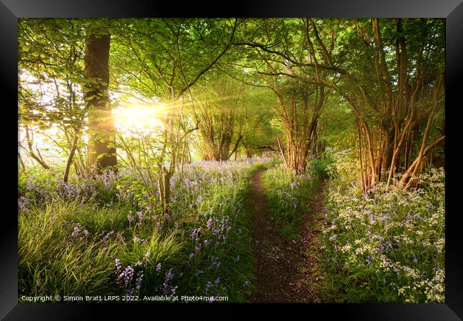 Split path through bluebell woods with sunrise Framed Print by Simon Bratt LRPS