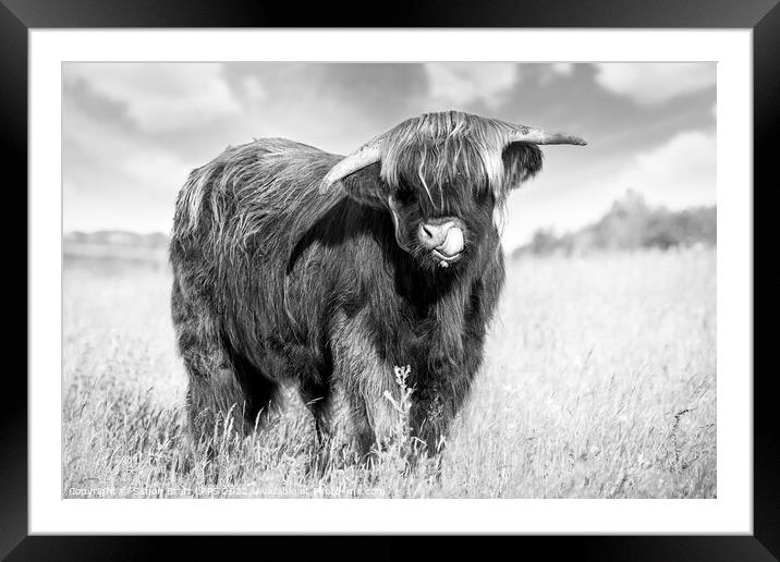 Highland cow tongue lick black and white Framed Mounted Print by Simon Bratt LRPS