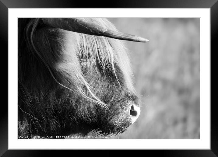 Highland cow face side view black and white Framed Mounted Print by Simon Bratt LRPS