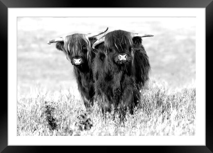 Two cute highland cows in black and white Framed Mounted Print by Simon Bratt LRPS