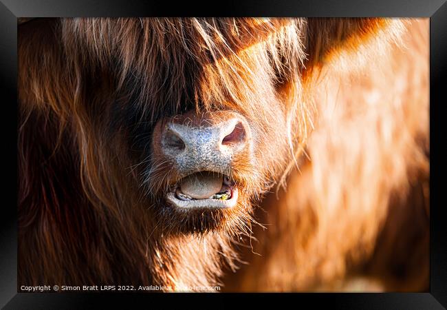 Highland cow face close up with open mouth Framed Print by Simon Bratt LRPS