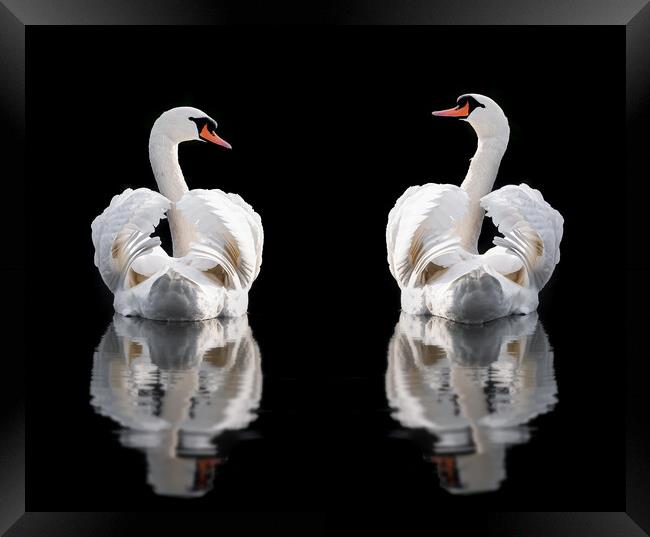 Two mute swans wings busking Norfolk Framed Print by Simon Bratt LRPS
