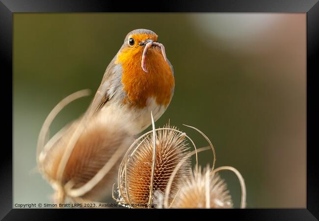 Early bird catches the worm Robin Redbreast Framed Print by Simon Bratt LRPS
