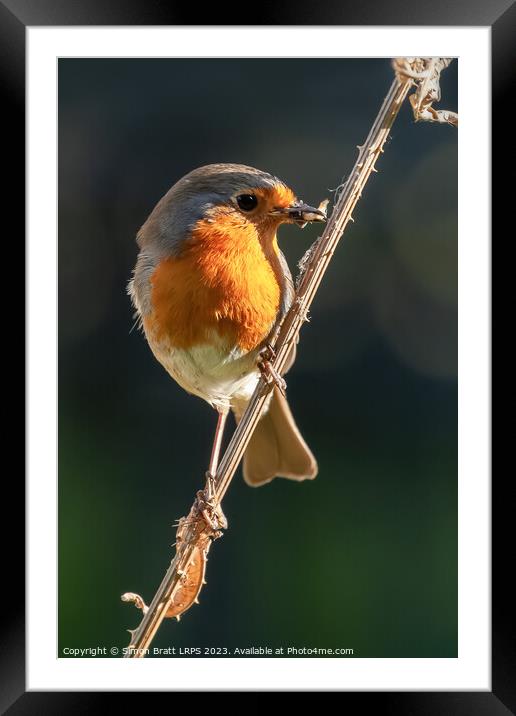 Beautiful robin bird on teasel with food Framed Mounted Print by Simon Bratt LRPS