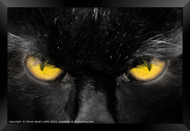 Beautiful black cat face with amber eyes close up Framed Print by Simon Bratt LRPS