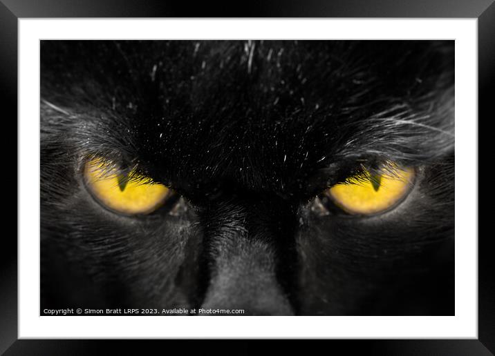 Beautiful black cat face with amber eyes close up Framed Mounted Print by Simon Bratt LRPS