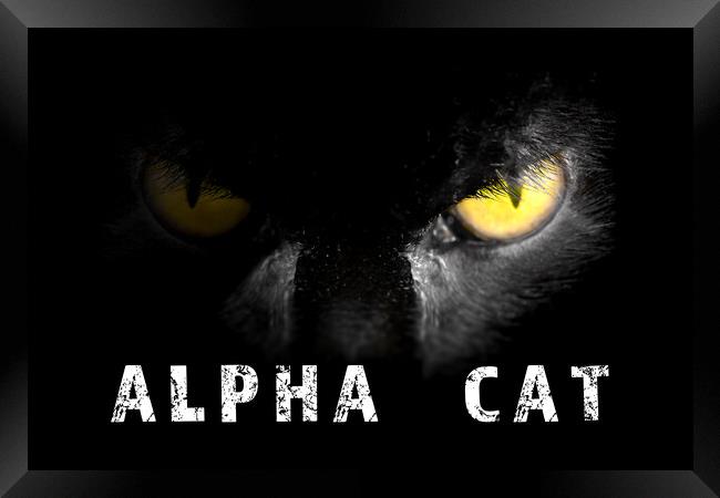 Alpha Cat with deadly stare on black Framed Print by Simon Bratt LRPS