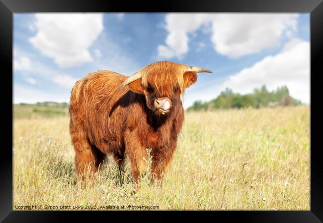 Cute highland cow licking his nose Framed Print by Simon Bratt LRPS