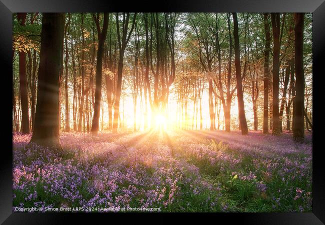 Amazing sunrise through bluebell forest trees in Hampshire England Framed Print by Simon Bratt LRPS