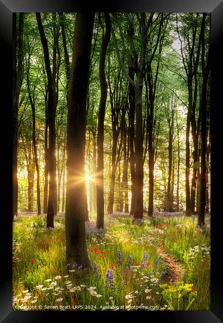 Beautiful wild flower woodland path with dawn sunrise UK Framed Print by Simon Bratt LRPS