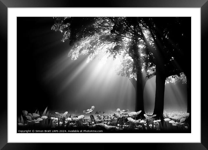 Stunning light through trees at night with spring  Framed Mounted Print by Simon Bratt LRPS