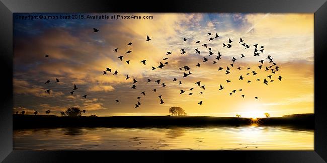 Sunrise with flock of birds Framed Print by Simon Bratt LRPS