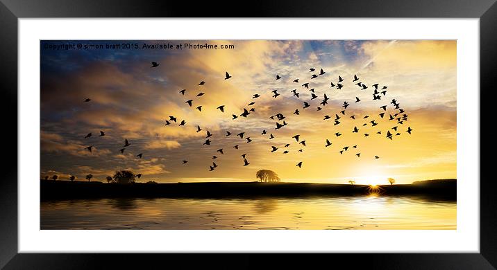 Sunrise with flock of birds Framed Mounted Print by Simon Bratt LRPS