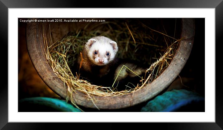 Ferret Found A Home Framed Mounted Print by Simon Bratt LRPS