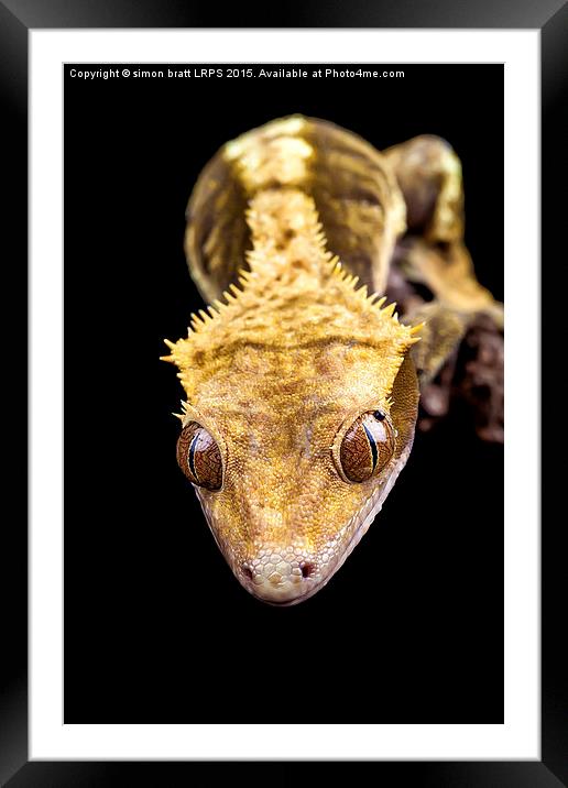 Reptile close up on black Framed Mounted Print by Simon Bratt LRPS