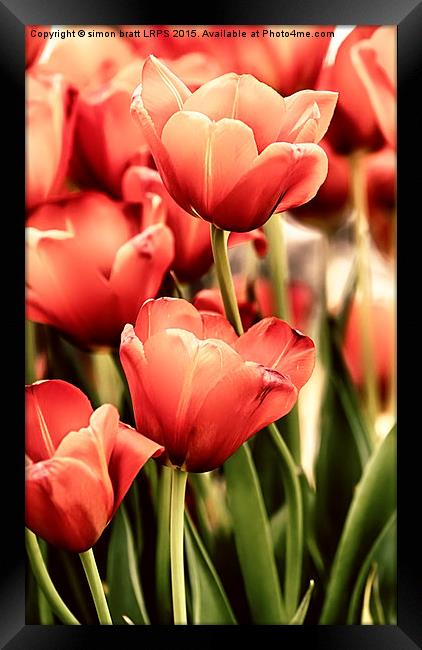 Tulips in artistic pastel colors Framed Print by Simon Bratt LRPS