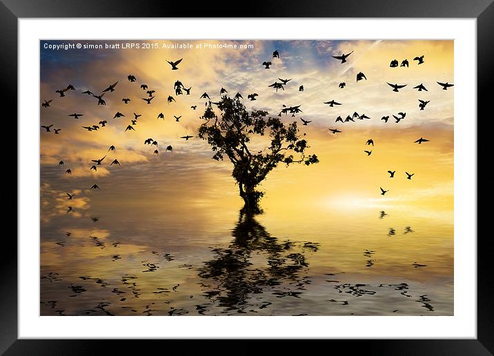 Single tree sunrise and birds Framed Mounted Print by Simon Bratt LRPS