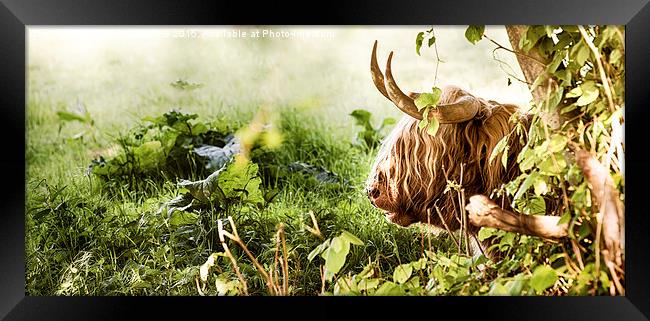 Highland cow laying down Framed Print by Simon Bratt LRPS