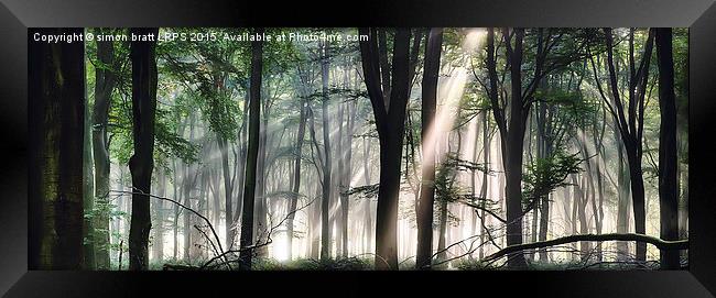 Deep forest morning light Framed Print by Simon Bratt LRPS