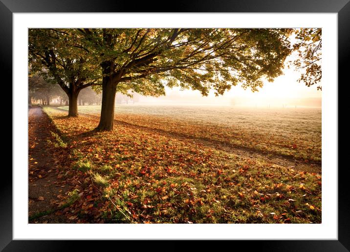 Amazing autumn leaves fallen at sunrise Framed Mounted Print by Simon Bratt LRPS