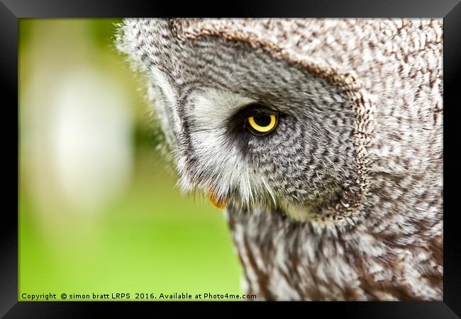 Great Gray Owl close up Framed Print by Simon Bratt LRPS