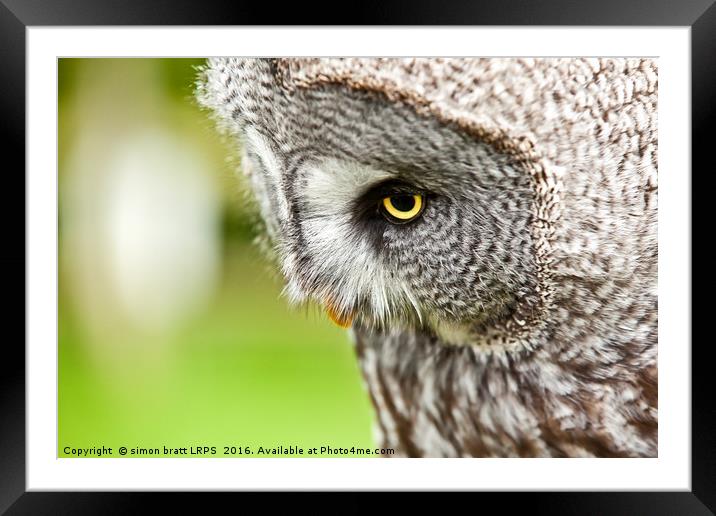 Great Gray Owl close up Framed Mounted Print by Simon Bratt LRPS
