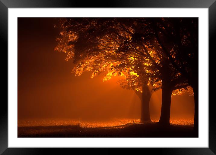 Beautiful trees at night with orange light Framed Mounted Print by Simon Bratt LRPS
