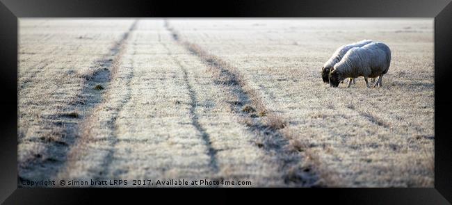 Sheep approaching the frosty track Norfolk  Framed Print by Simon Bratt LRPS