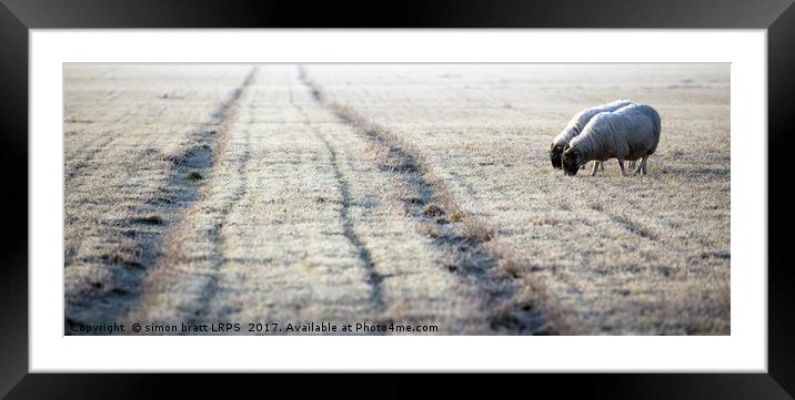 Sheep approaching the frosty track Norfolk  Framed Mounted Print by Simon Bratt LRPS