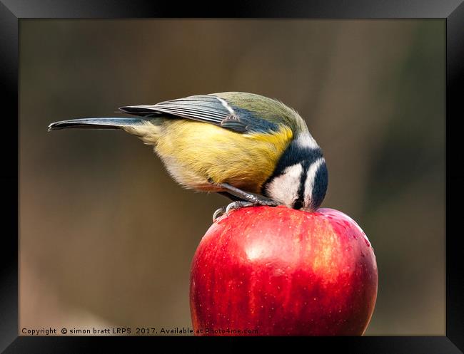 Wild blue tit with beak inside a red apple Framed Print by Simon Bratt LRPS