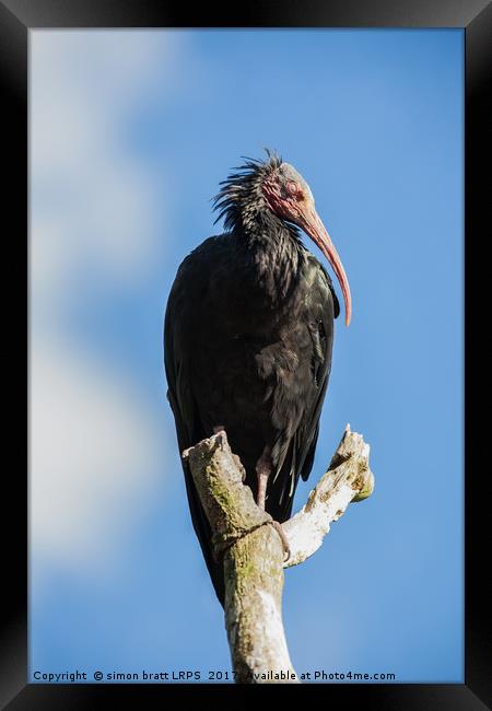 Northern bald Ibis bird Geronticus eremita perched Framed Print by Simon Bratt LRPS