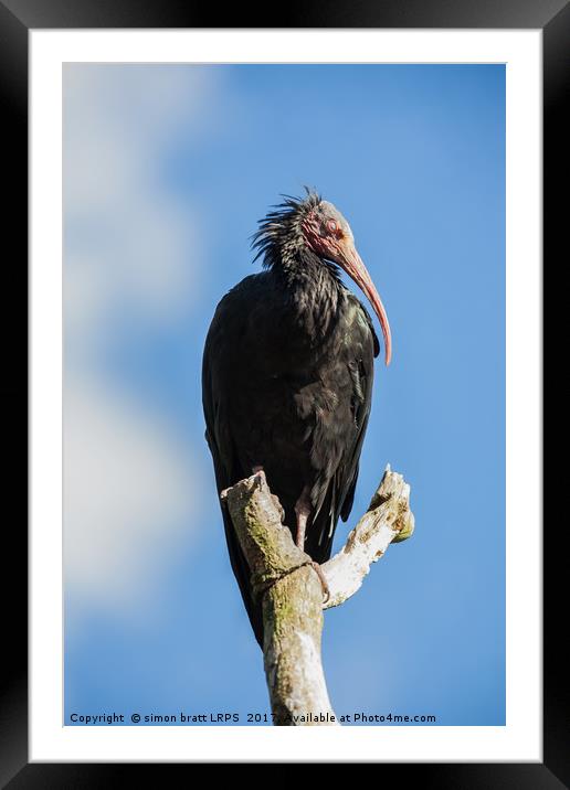 Northern bald Ibis bird Geronticus eremita perched Framed Mounted Print by Simon Bratt LRPS