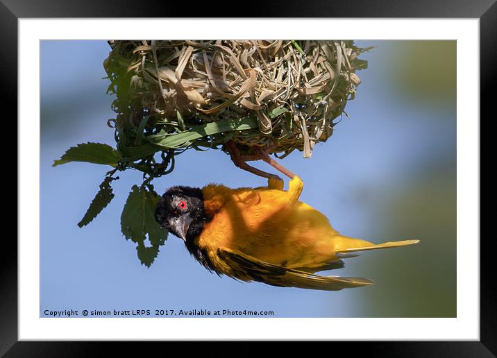 Village weaver (Ploceus cucullatus) bird nest buil Framed Mounted Print by Simon Bratt LRPS