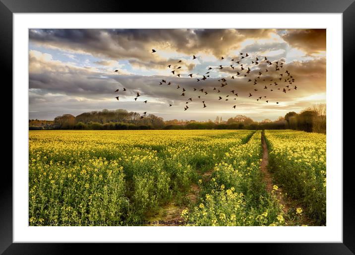 Norfolk rapeseed field at sunset with birds Framed Mounted Print by Simon Bratt LRPS