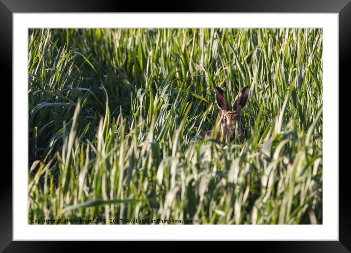 Wild Norfolk hare in crops looking at camera Framed Mounted Print by Simon Bratt LRPS