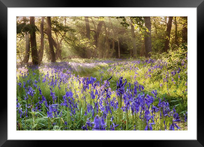 Bluebells woodland path with glowing sunrise light Framed Mounted Print by Simon Bratt LRPS