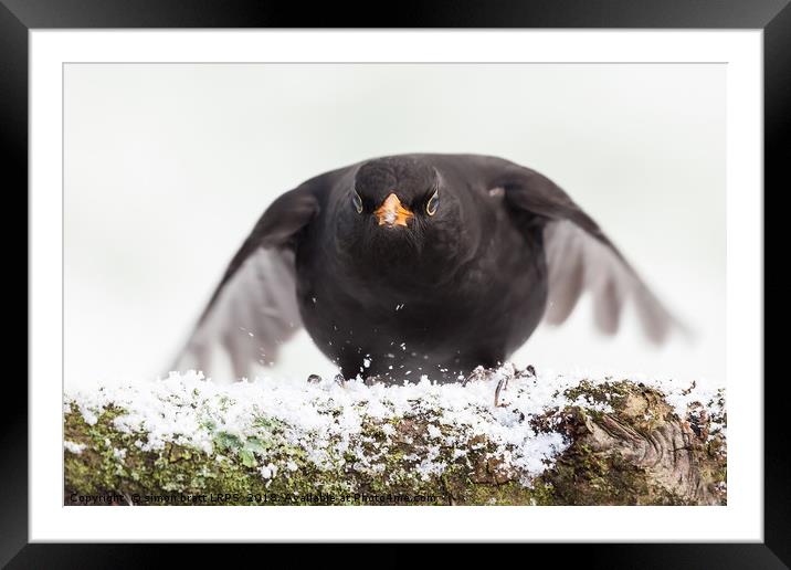 Blackbird close up landing in winter Framed Mounted Print by Simon Bratt LRPS
