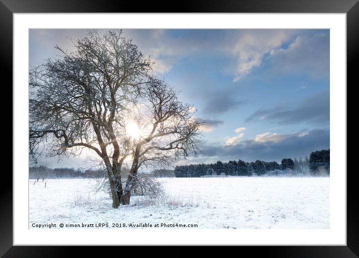 Bare tree in a snow field with early sunrise Framed Mounted Print by Simon Bratt LRPS