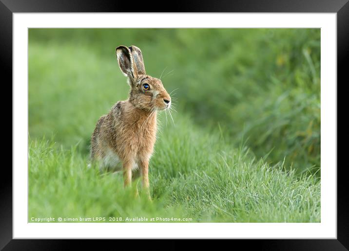 Beautiful Norfolk wild hare sat on grass Framed Mounted Print by Simon Bratt LRPS