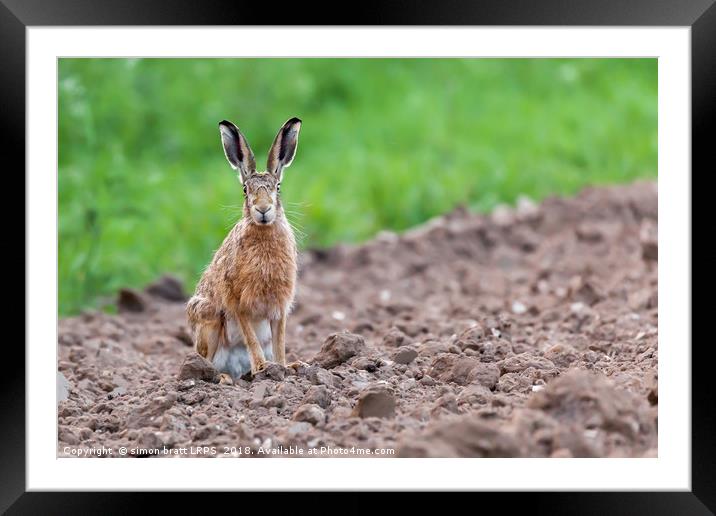 Wild hare sat staring at camera Framed Mounted Print by Simon Bratt LRPS