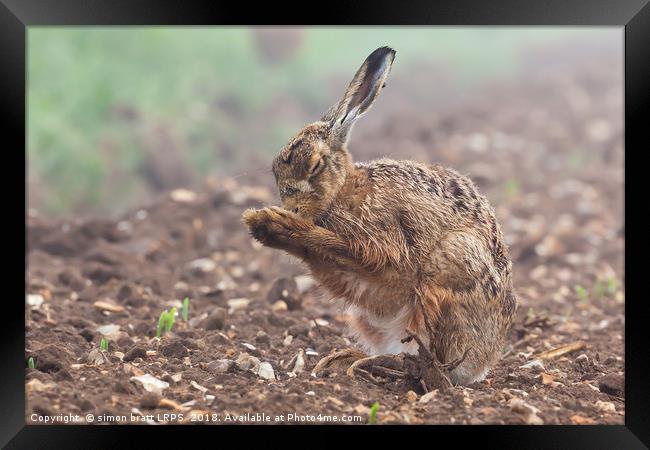 Wild brown hare with eyes closed, having a morning Framed Print by Simon Bratt LRPS