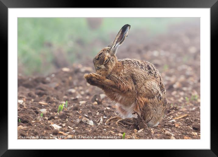 Wild brown hare with eyes closed, having a morning Framed Mounted Print by Simon Bratt LRPS