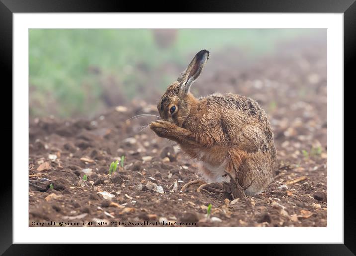 Wild brown hare having a morning wash 0126 Framed Mounted Print by Simon Bratt LRPS