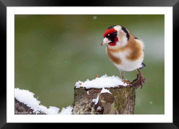 Gold finch sat on a snowy log in winter Framed Mounted Print by Simon Bratt LRPS