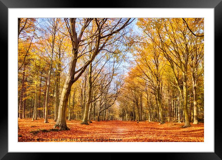 Autumn woodland red leaves Framed Mounted Print by Simon Bratt LRPS
