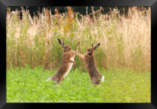 Mad wild hares boxing and fighting in Norfolk UK Framed Print by Simon Bratt LRPS